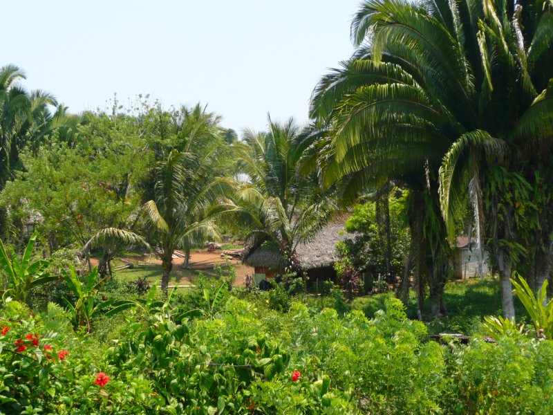 rocjapomtilathevillageinthesubtropicalraintforests.jpg