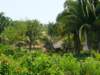 rocjapomtilathevillageinthesubtropicalraintforests_small.jpg